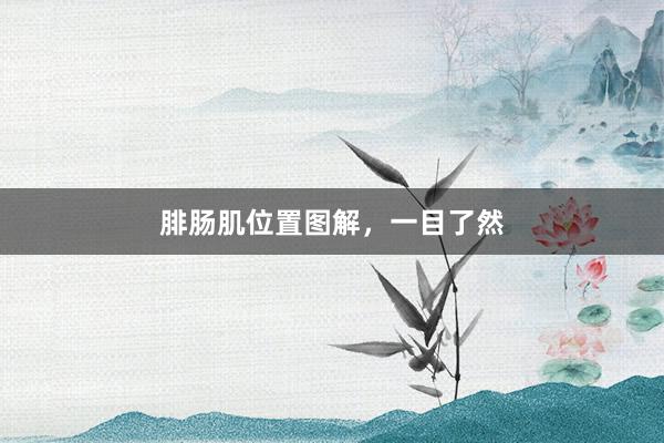 腓肠肌位置图解,一目了然